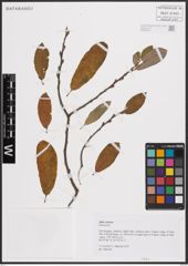 Foto von Salix cinerea L.